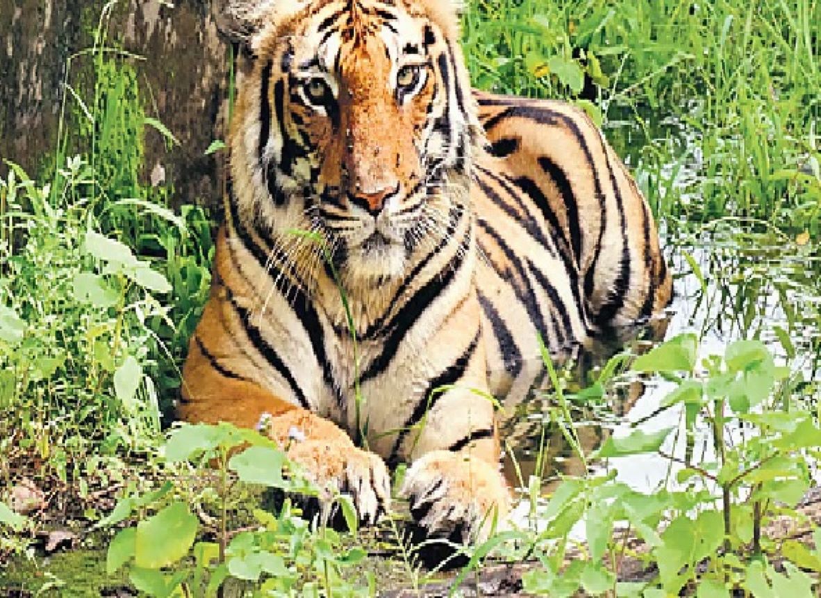 Karnataka Forest Department confirmed the presence of a male tiger in the Kishkindha Hills of Koppal district